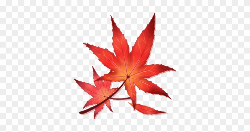 How To Plant, Care And Prune - Japanese Maple Leaf Png #759781