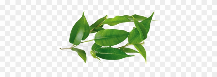 Tea Tree Oil Comes From An Australian Flowering Shrub - Tea Tree Leaves Png #759855
