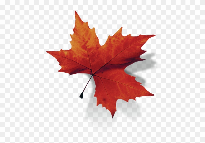 Maple Leaf #759863