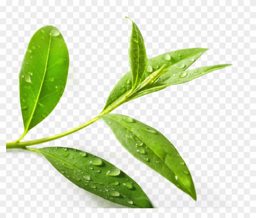 Tea Tree Oil Plant - Tea Tree Png #759862