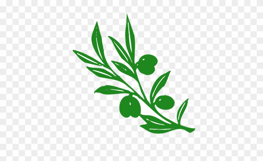 Olive Tree Branch Vector Image - Athena's Symbol Olive Tree #759870
