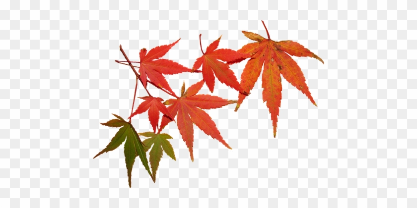 Leaves, Autumn, Tree, Maple, Seasonal, Foliage - Maple Leaves #759877