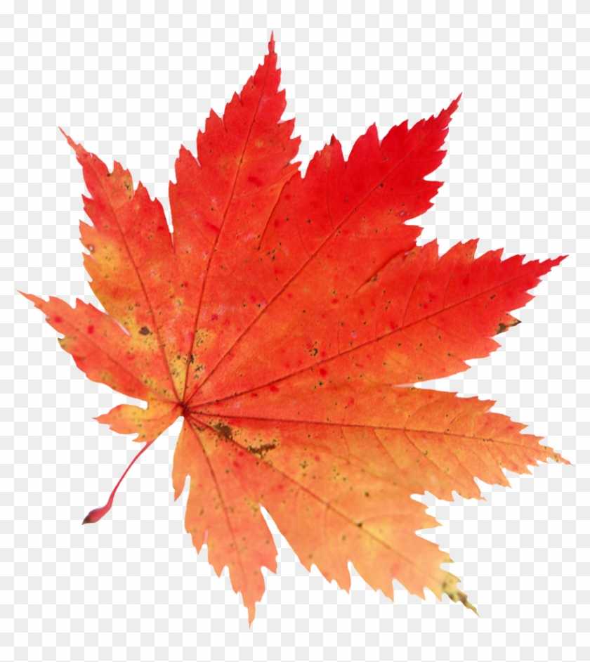 Resultado De Imagen Para Dibujos Otoño Png - Hoja De Otoño Png #759889