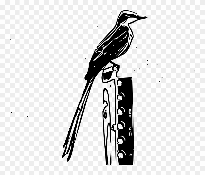Scissor-tailed Flycatcher Sketch - Tyrant Flycatchers #759956