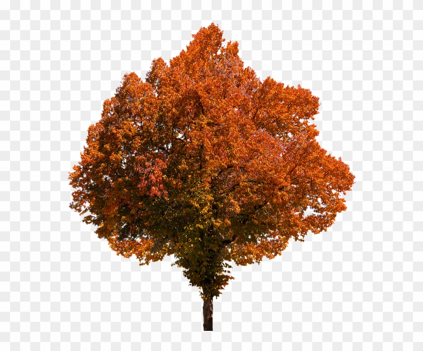 Autumn, Tree, Leaves, Color, Fall Foliage, Png, Oranges - Autumn Trees Png #760000