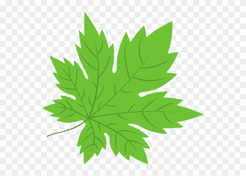 Maple Leaf Drawing Isolated - Maple Leaf Drawing Isolated #760202