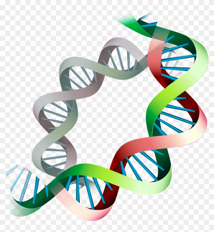 Epigenetic Expression Before And During Pregnancy - Portable Network Graphics #760239