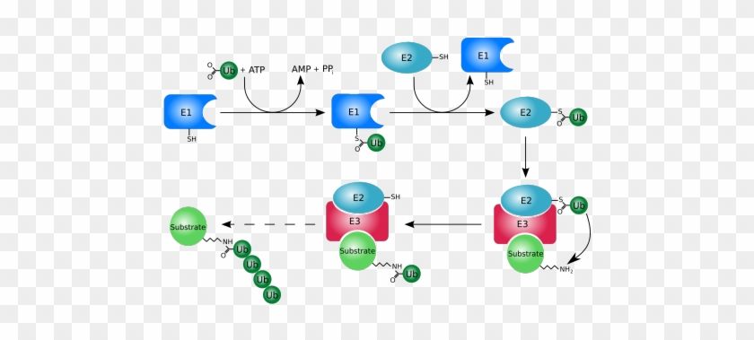 Image - Ubiquitin Proteasome Pathway Cancer #760247