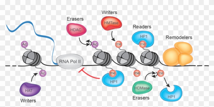 "chance Events Injuries, Infections, Infatuations - Epigenetic Readers Writers Erasers #760258