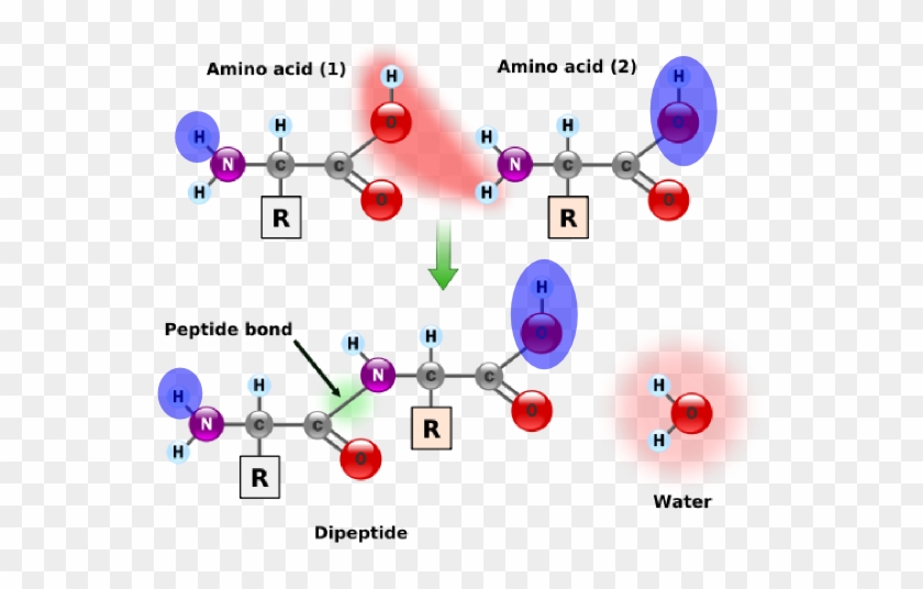 Calculating Protein Mass Solved By - Amino Acid Peptide Bond #760269