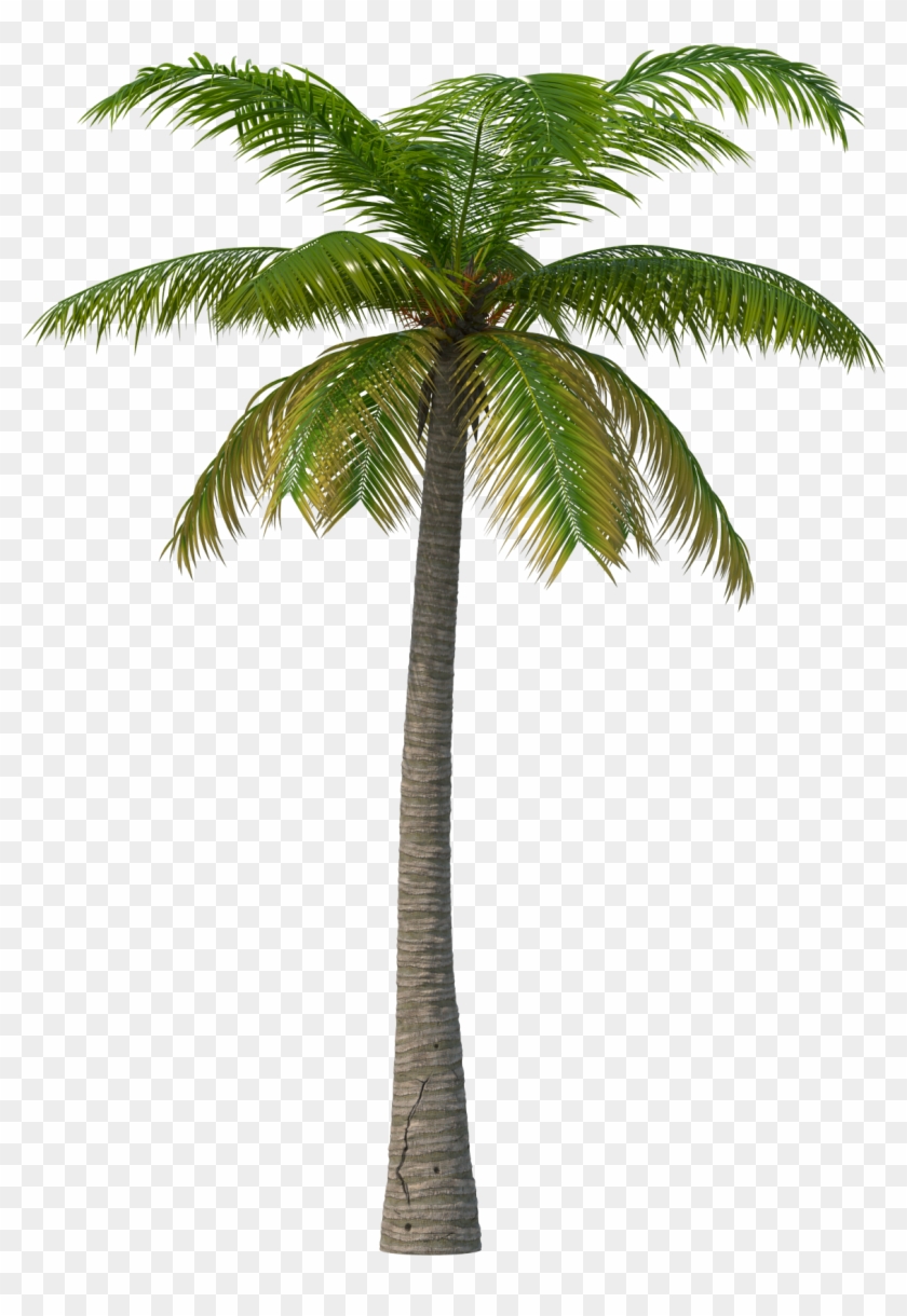 Palm Tree - Palm Beach County, Florida #760537