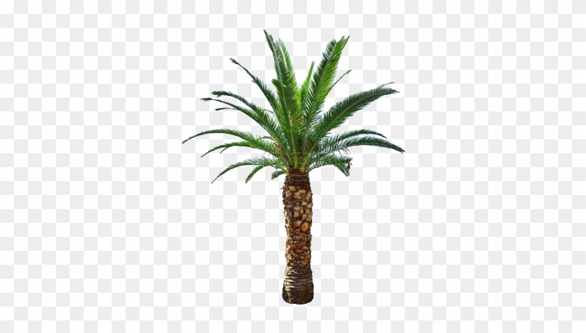 Cycad - Palm Tree Png #760540