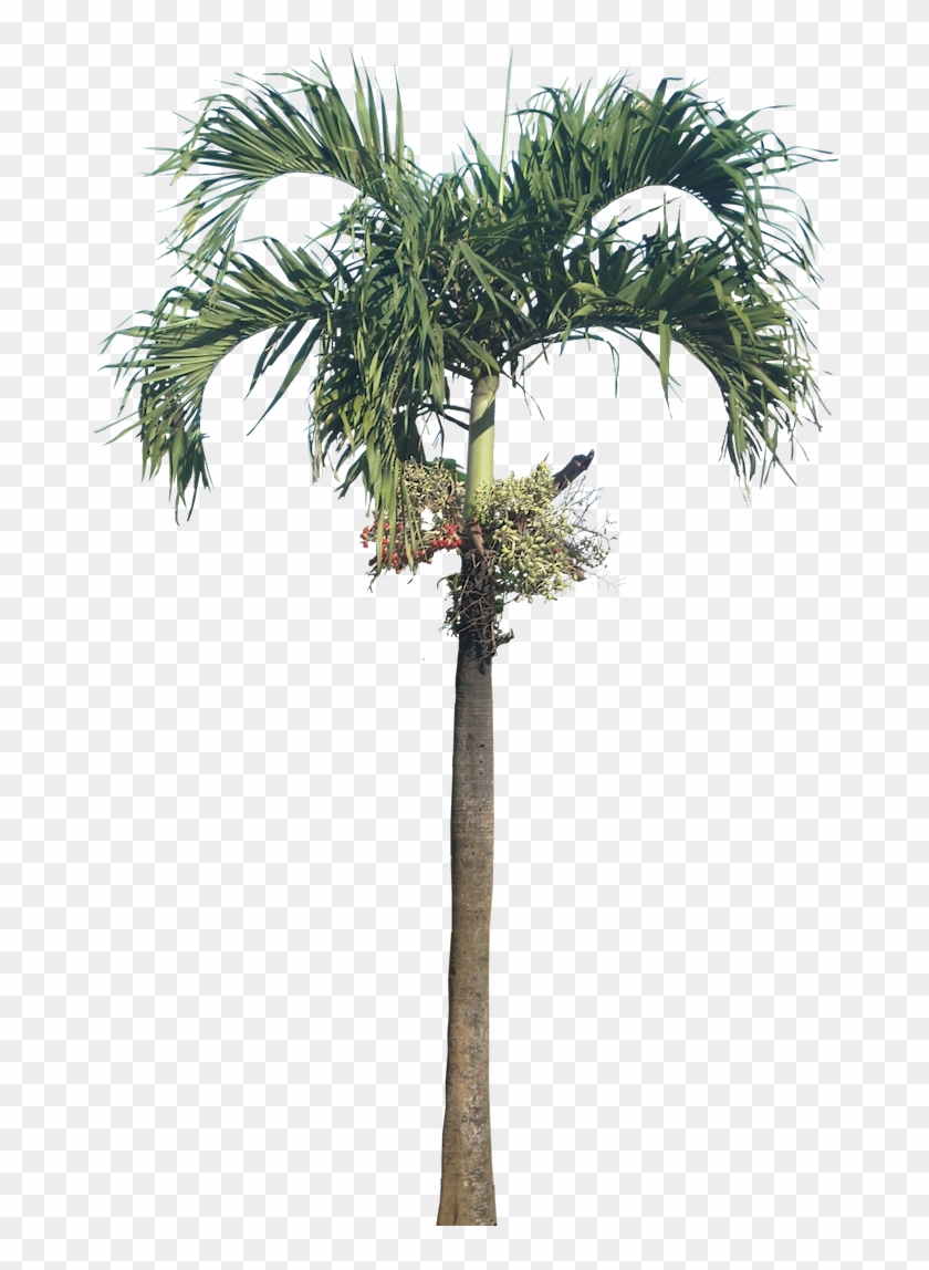 Adonidia Tree Coconut Trunk - Adonidia Tree Coconut Trunk #760633