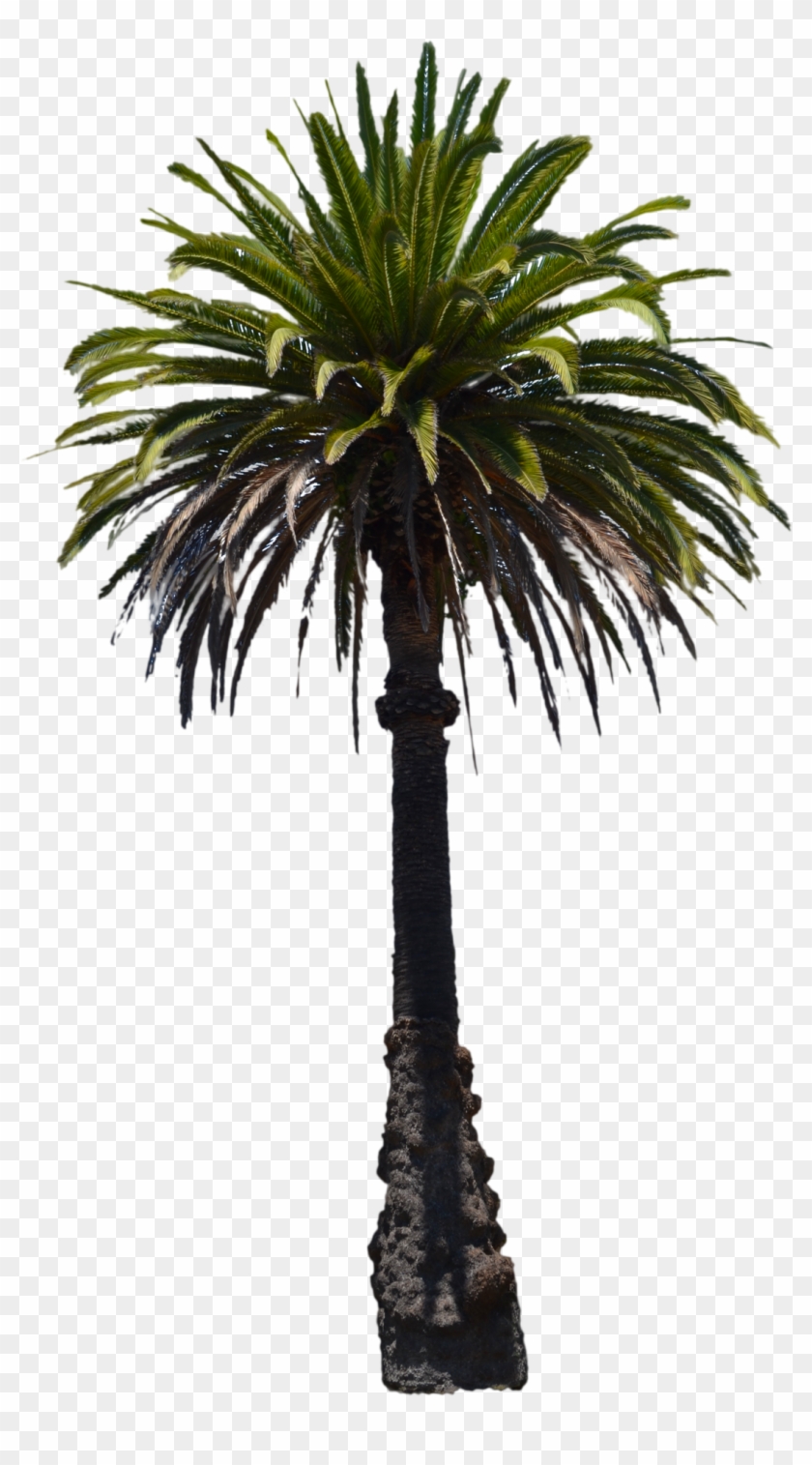 Palm Tree Stock Photo -png By Annamae22 - Saribus Rotundifolius Palm Png #760656
