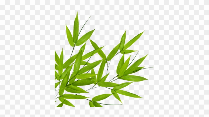 Bamboo Leaf Transparent Png - Portable Network Graphics #760761