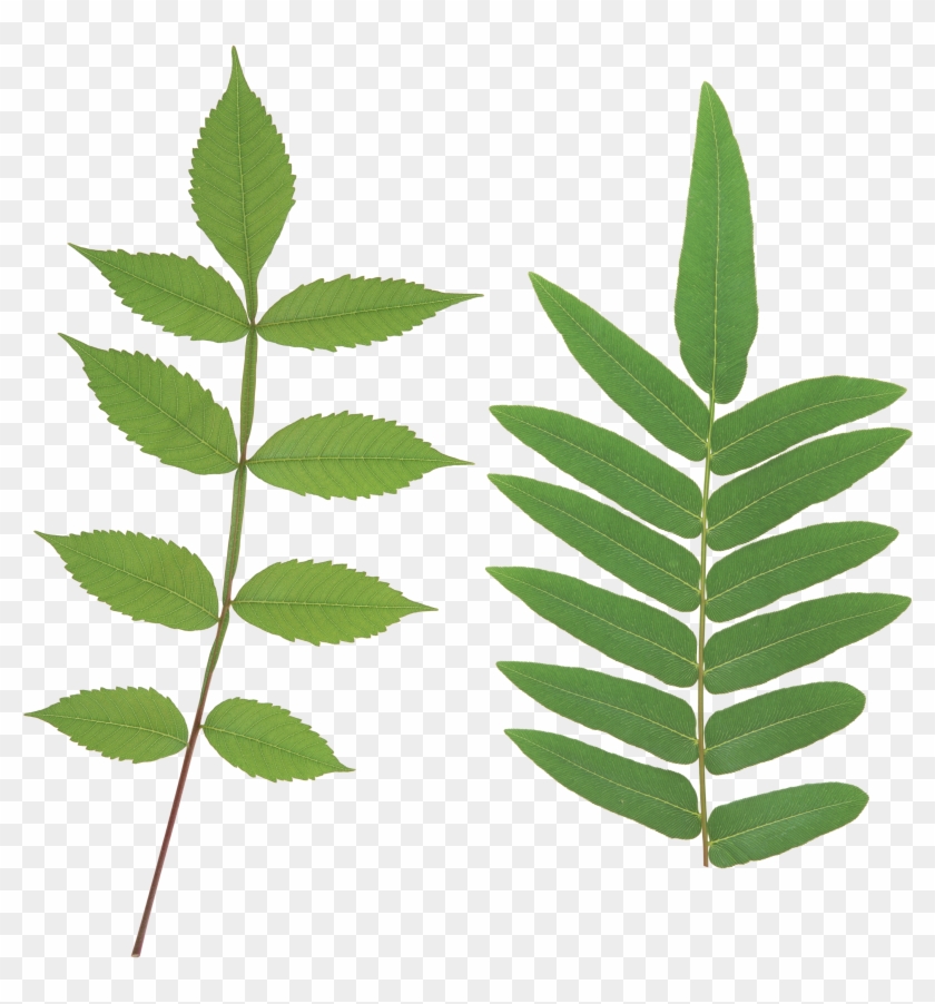 Download - Plant Stem Png #760774