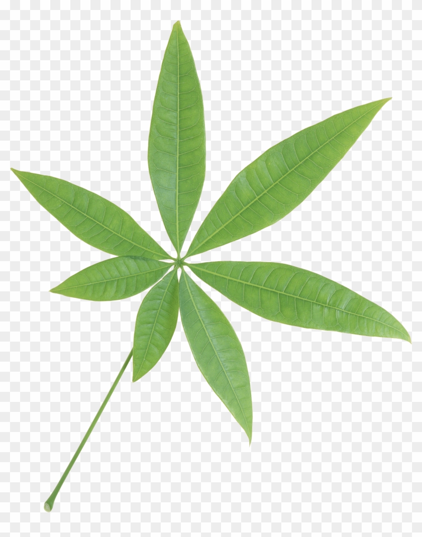 Isolated Star Green Leaf Transparent Png Image - Tree With Seven Leaves #760776