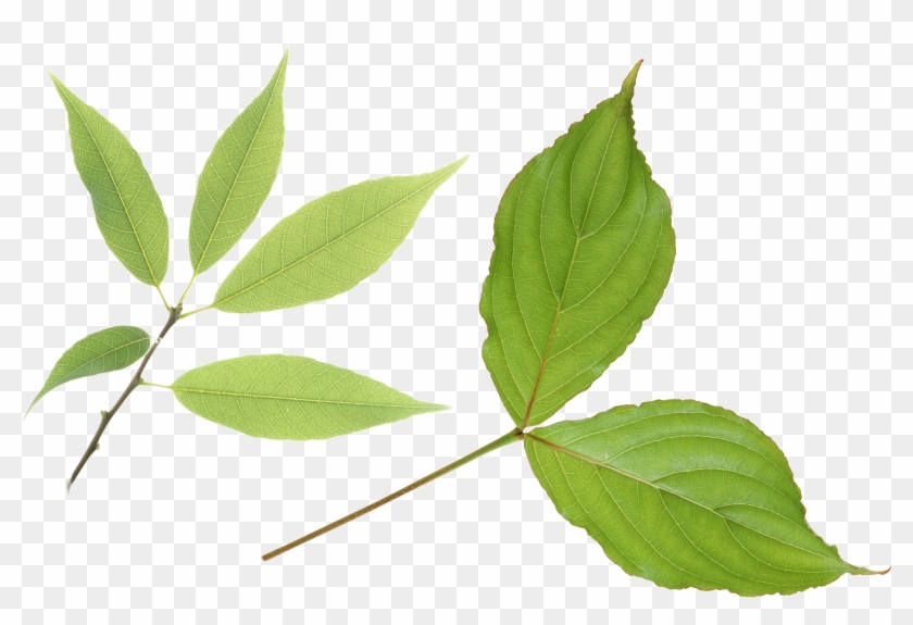 Green Leaves - 薬価・効能早見表: 保険請求・レセプト点検に必須薬剤の適応疾患・禁忌疾患・用法用量・薬価の全覧2006年4月版 #760803