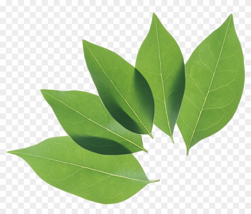 Green Leaves Background Png Image - Leaf Png #760834