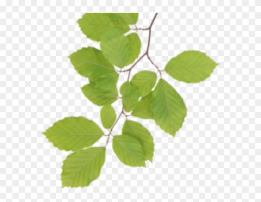 Real Leaves Png Clipart - Real Leaves Png #760893