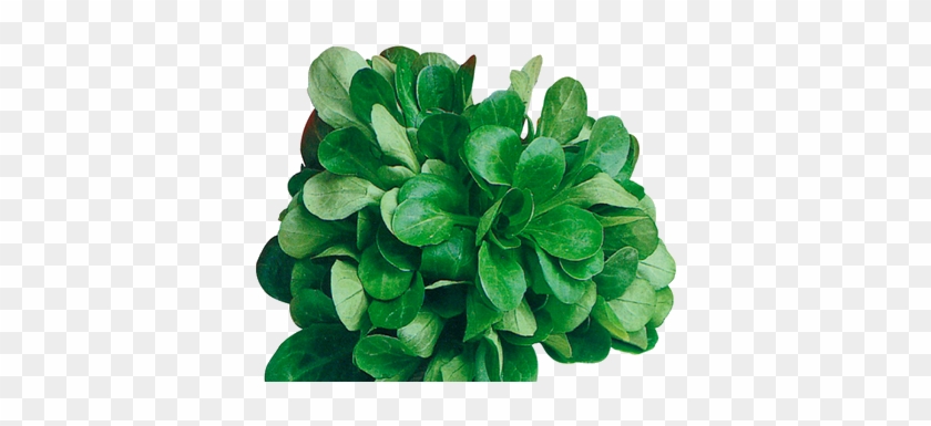 Dans Quel Sol Cultiver La Mâche - Cambrai #760930