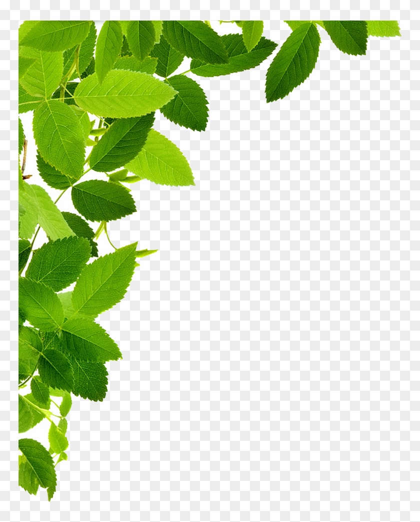 Leaves Left Corner Transparent Png Image - Maryruth Organics Vegan Vitamin D3 Gummy (plant Based, #761047