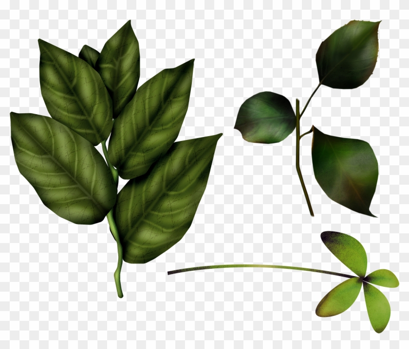 Green Leaves Png Image - Baby Winnie The Pooh #761057