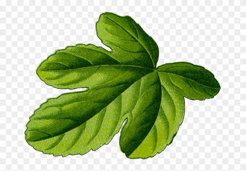 Fig Leaf - Fig Leaf Png #761064