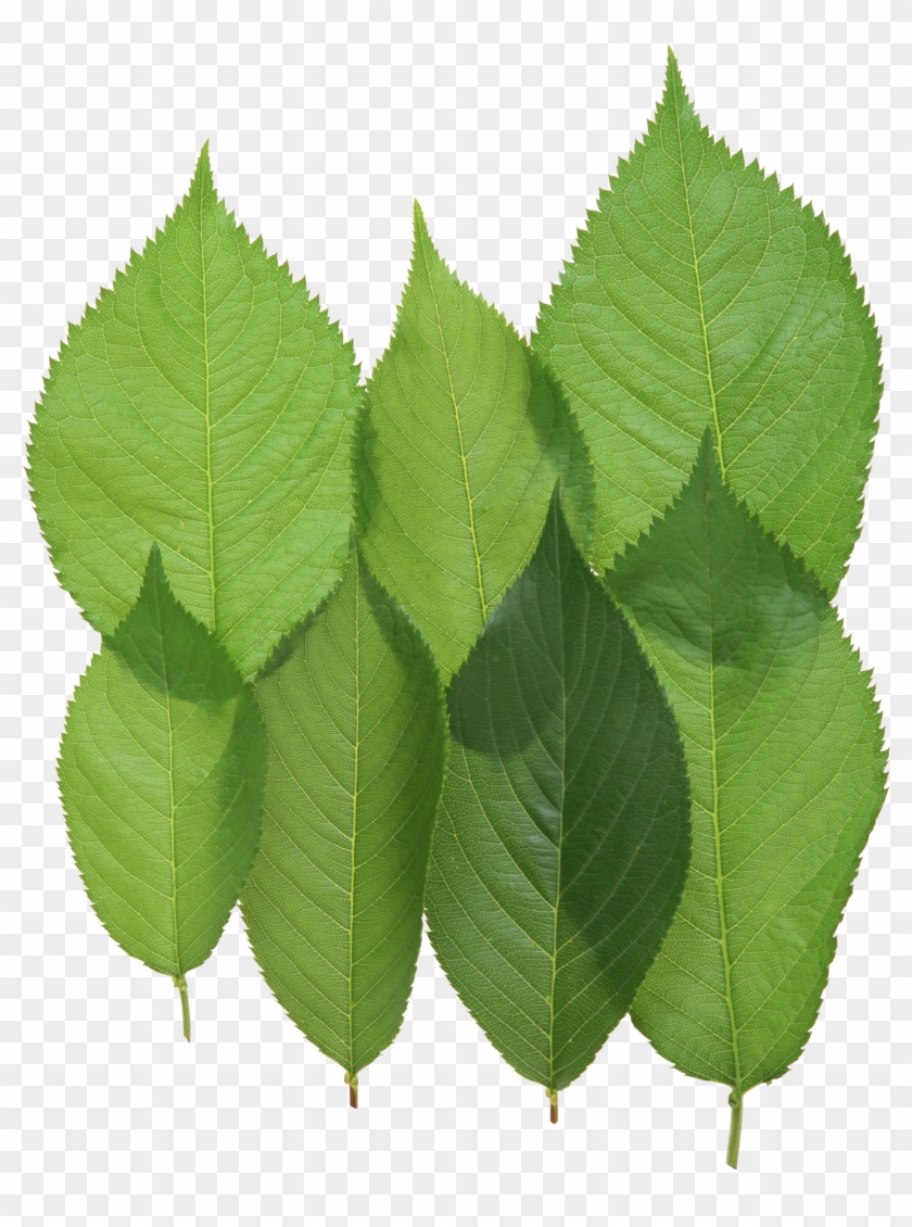 Green Leaves Png Image - 漢方臨床320例: 日常外来診療の視点から [書籍] #761076