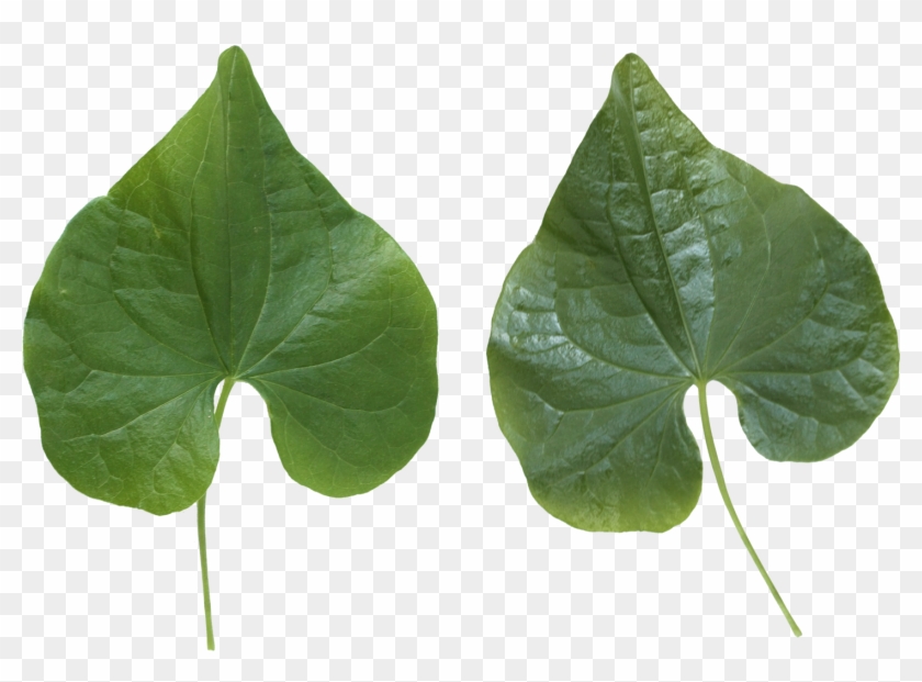 Green Leaves - Flower Leaf Texture Png #761097