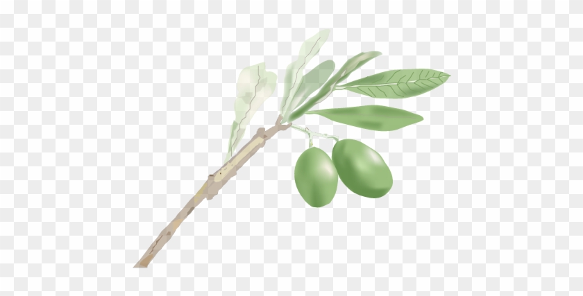 Olive Branch Image - Olive Leaf #761172