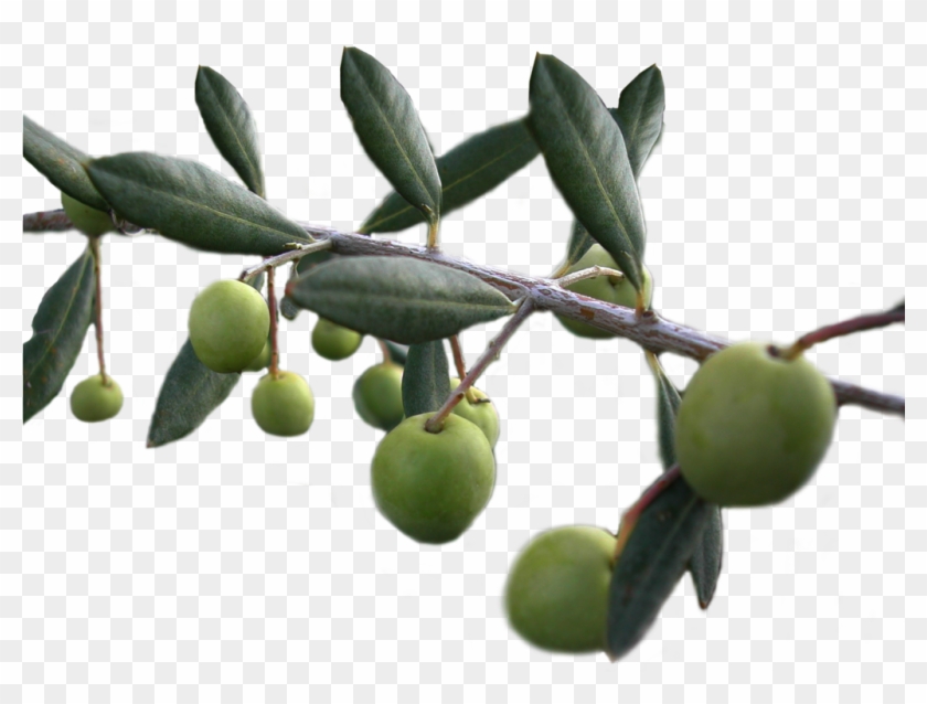 Olives Png Stock By Lubman Olives Png Stock By Lubman - Olives Png #761245