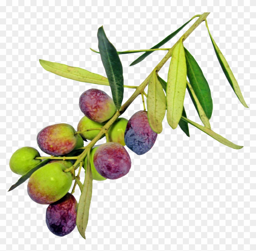 Olive Png Pic - Olive Oil #761459