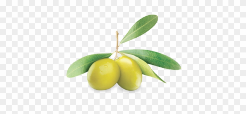 El Más Utilizado Actualmente Es La Reproducción Vegetativa - Olive Oil Leaf Png #761520