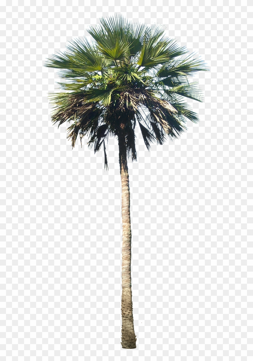 Washingtonia Palm Tree - Washingtonia Png #761603