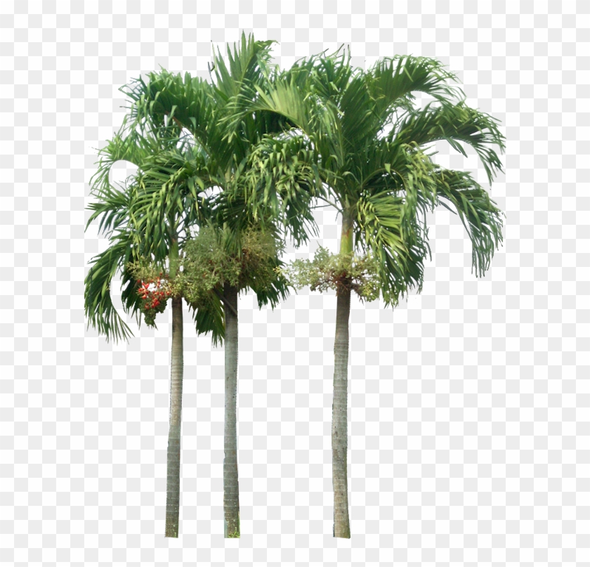 Tropical Plant Pictures - Palm Trees Elevation Png #761605