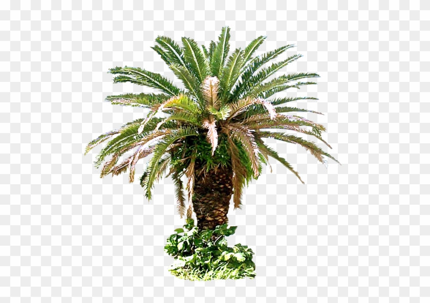 Arecaceae Tree Plant Sago - Canary Island Palm Png #761610