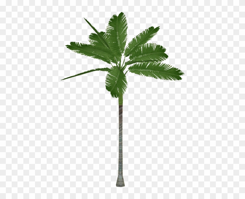 Alexander Palm - Alexandra Palm Tree Png #761621