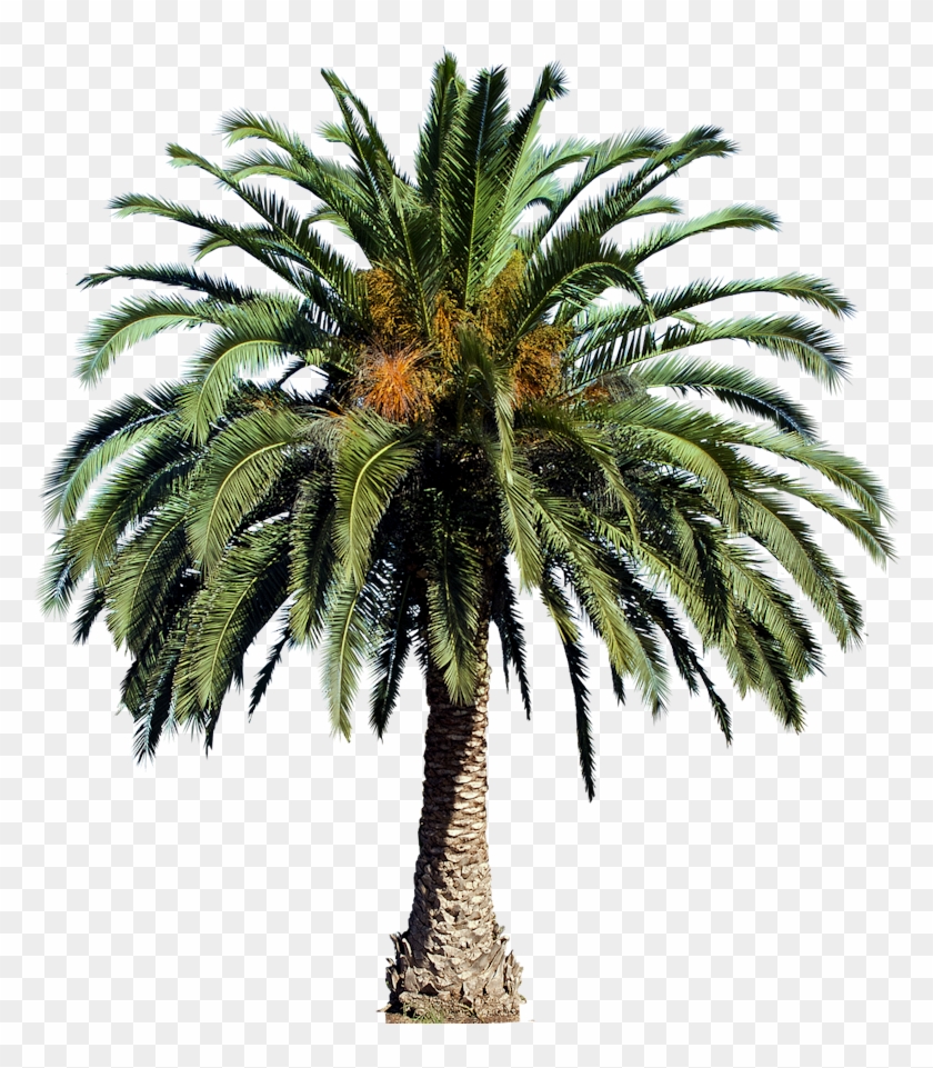 20 Free Tree Png Images - Oil Palm Tree Png #761623