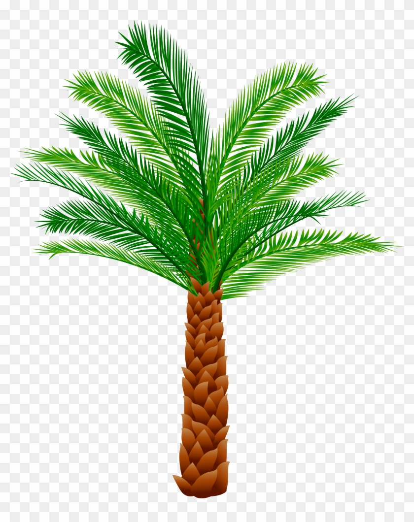 Palm Png Clipart Image 5029*6110 Transprent Png Free - Palm Png Clipart Image 5029*6110 Transprent Png Free #762072