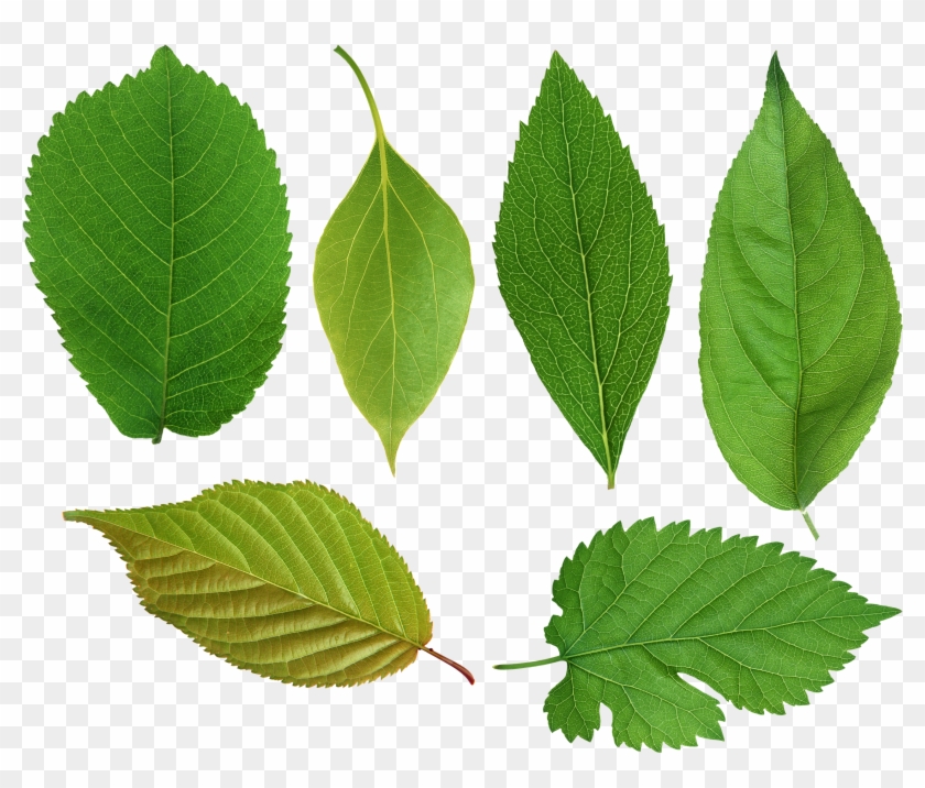 Green Leaves Png Images Free Download Pictures - Png Leaf #761635