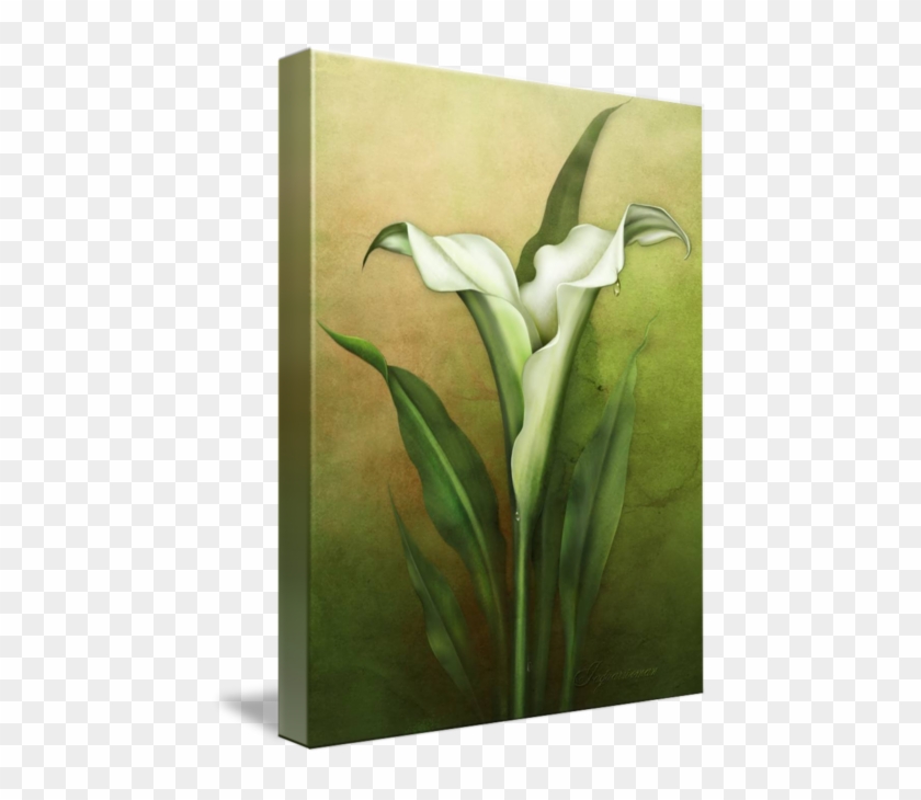 Share On Tumblr - Giant White Arum Lily #761670