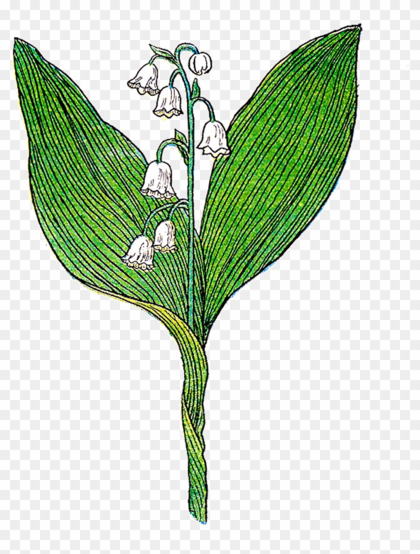 Lily Of The Valley Botanical Illustration - Botanical Illustration #761698