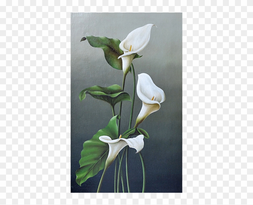 Still Life With Calla Lily Oil On Canvas - Arum #761701