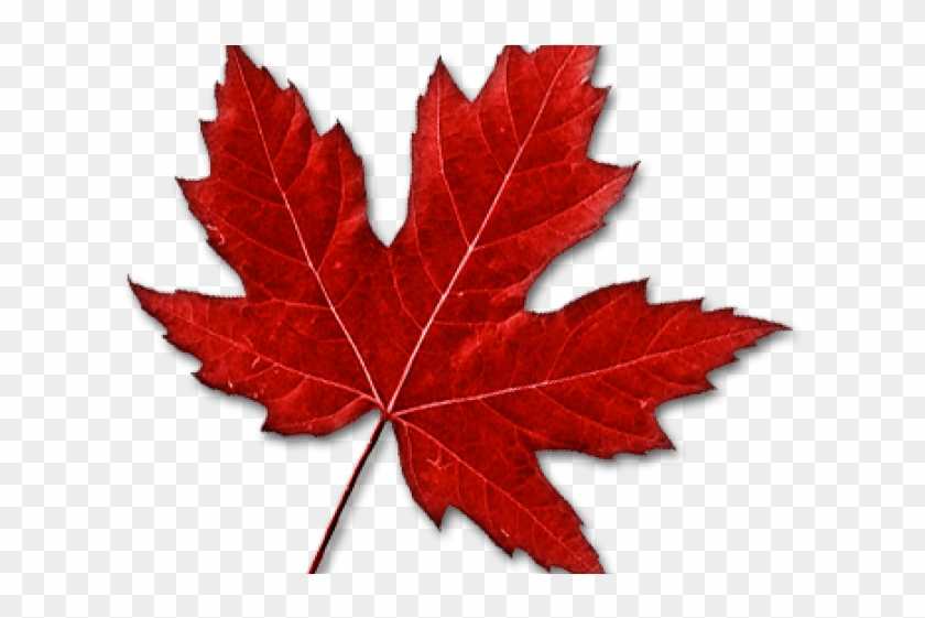 Images Of Maple Leaf - Canadian Maple Leaf Transparent #762059
