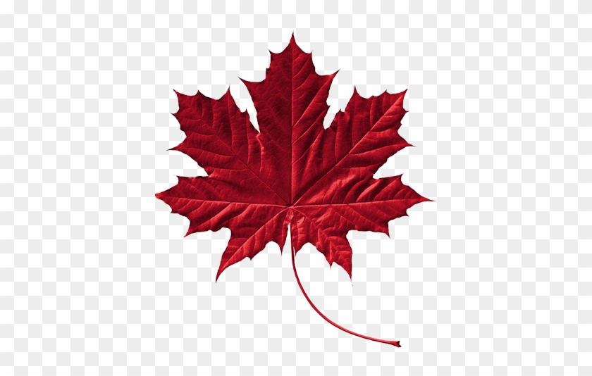 , We Would Like To Offer You A Free Membership And - Canada Symbol Maple Leaf #762067
