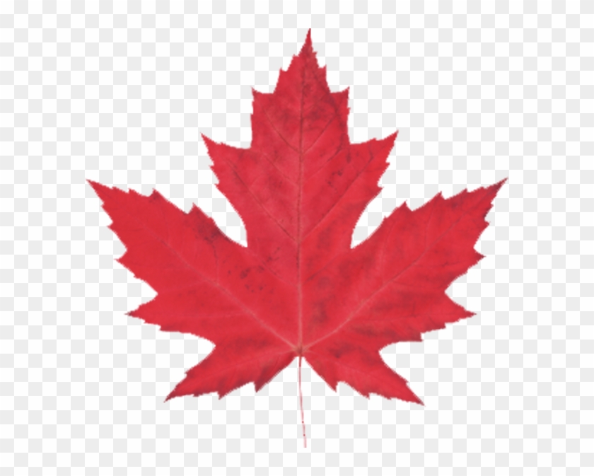 Proudly Canadian - Le Maple Leaf Bistrot Montevideo #762070