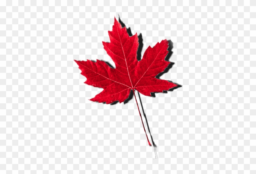 Abortion In Canada - Maple Leaf Fall Canada Tree Fan Gift T Shirt #762073