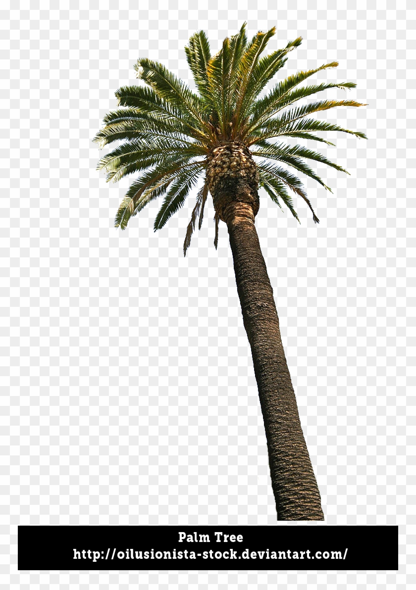 Palm Tree By Oilusionista Stock - Land Of Ohara #762076