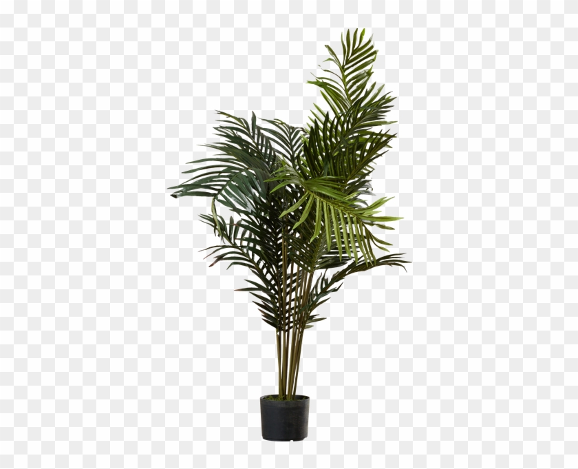 Black Hammock Palm Tree With Pot By Beachcrest Home - Palm Trees #762079